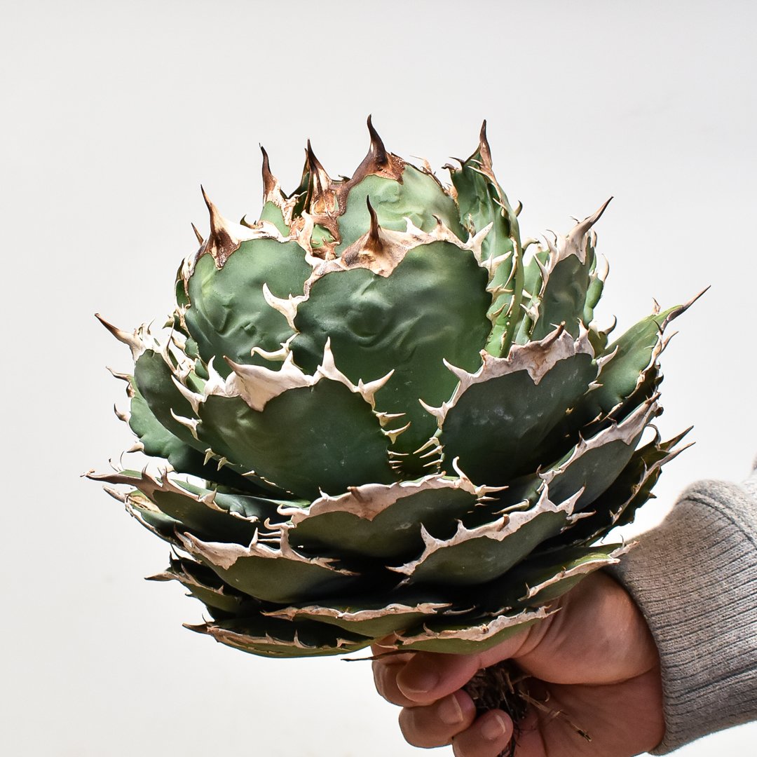 アガベ チタノタ オテロイ 