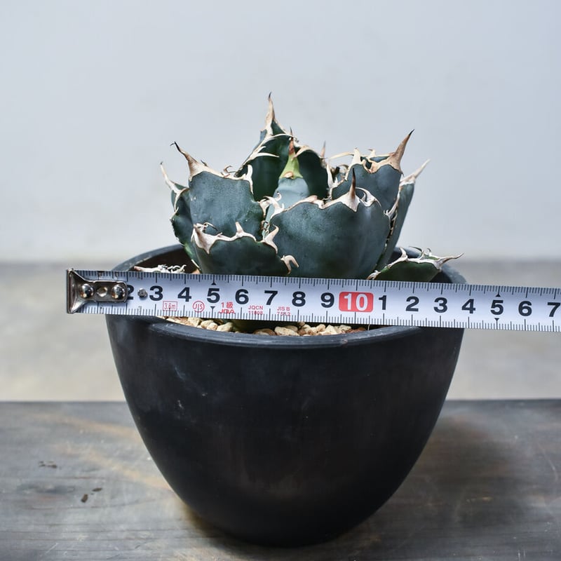 アガベ チタノタ 