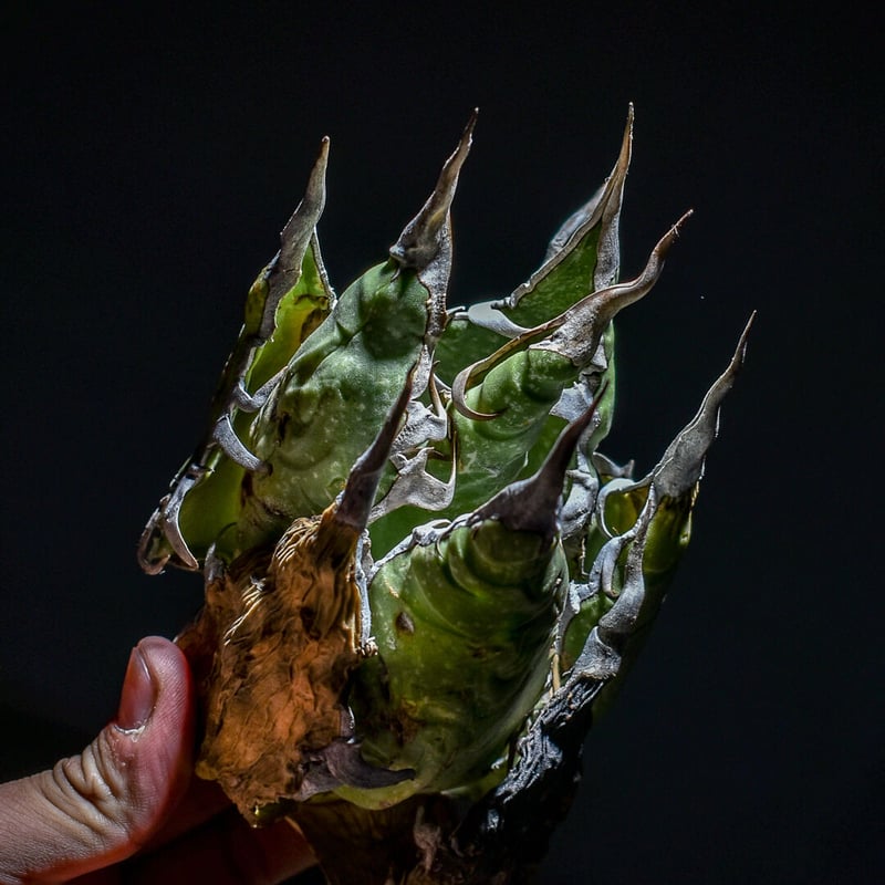 アガベ オアハカ 