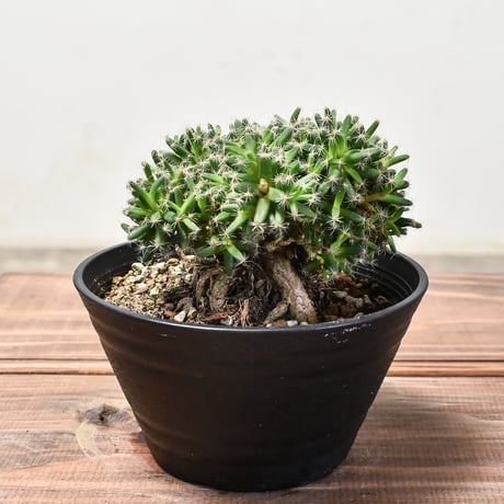 レア古株大株‼️多肉植物 トリコディアデマ・ブルボスム 姫紅小松 抜き苗２ レア古株大株‼️多肉植物 トリコディアデマ・ブルボスム 姫紅小松 抜き苗