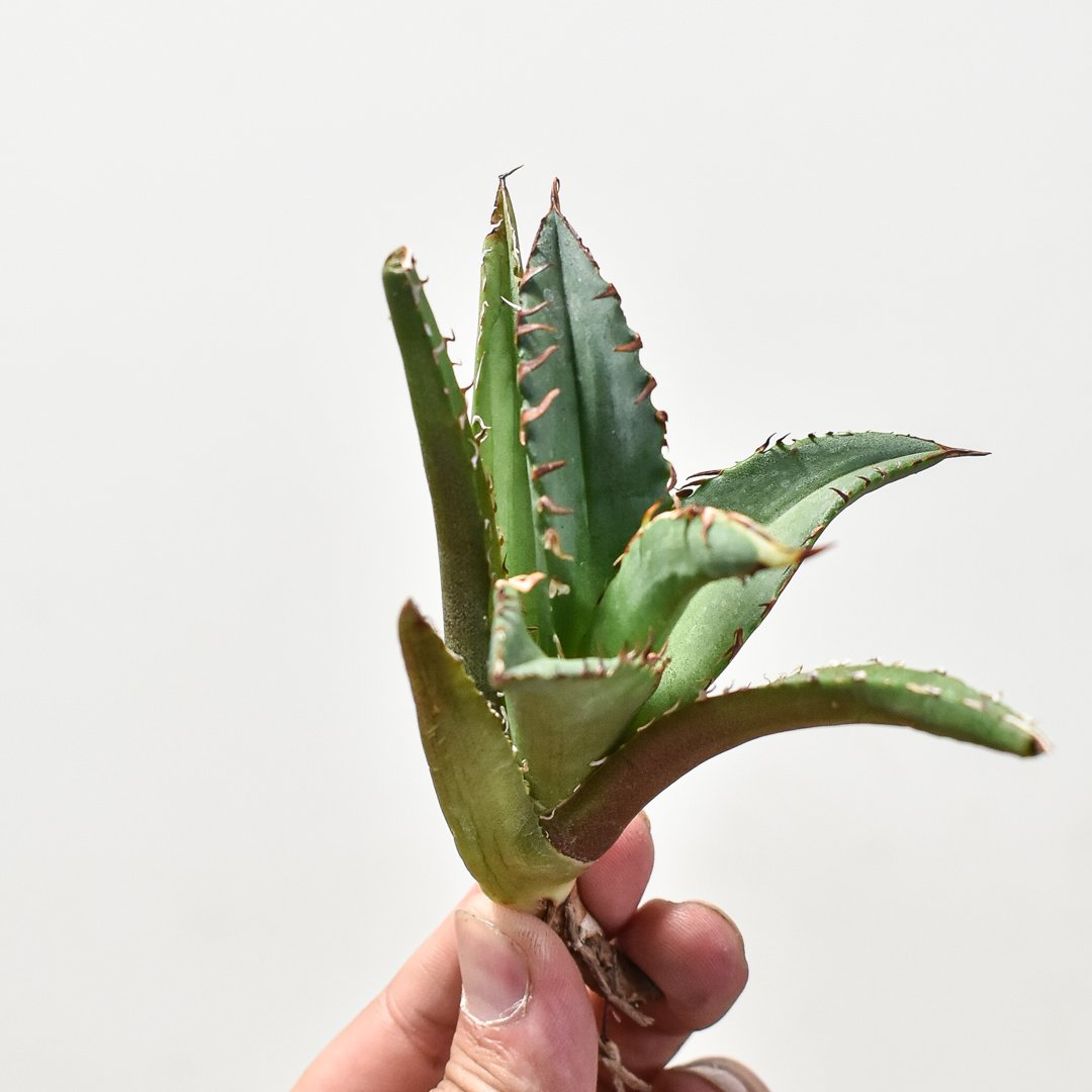 【親株】アガベチタノタ　猟豹　チーター　ドラゴンアガベ産 アガベ チタノタ チーター 