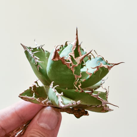 アガベ　チタノタ　シーザー　球形　美株　【C52101】 アガベチタノタシーザー球形美株【C52101】