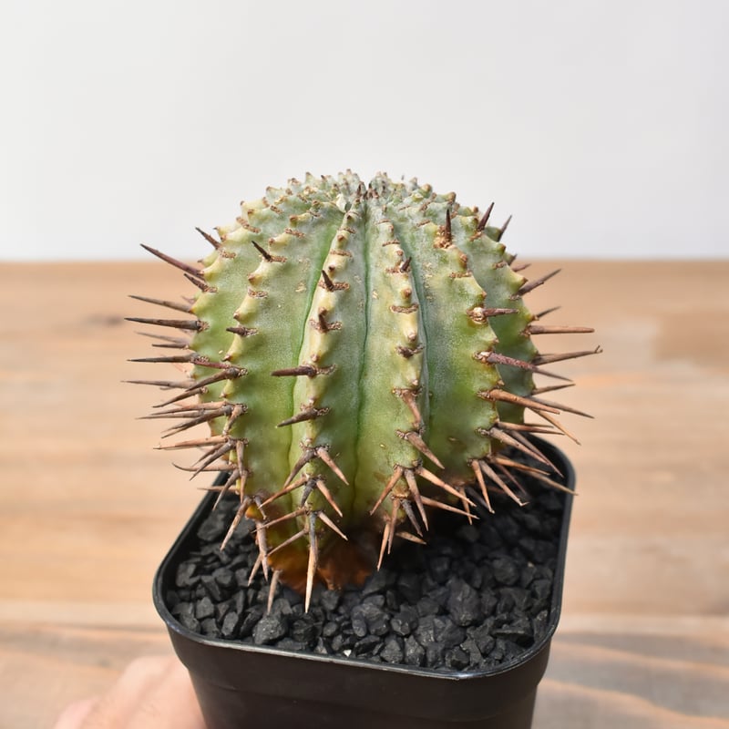 ユーフォルビア ホリダ 