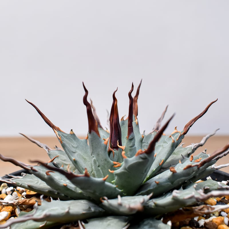 アガベ Dennis hybrid 妖炎X甲妖 /エボリスピナ