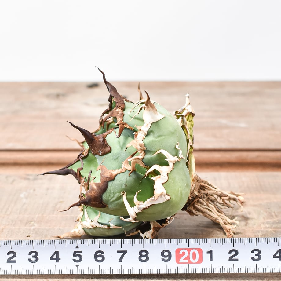 678fe5f0c65008133892435f
