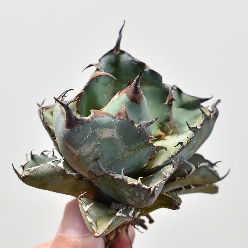 アガベ チタノタ ブラックアンドブルー / BB 藍球 【台湾産/抜き苗販売