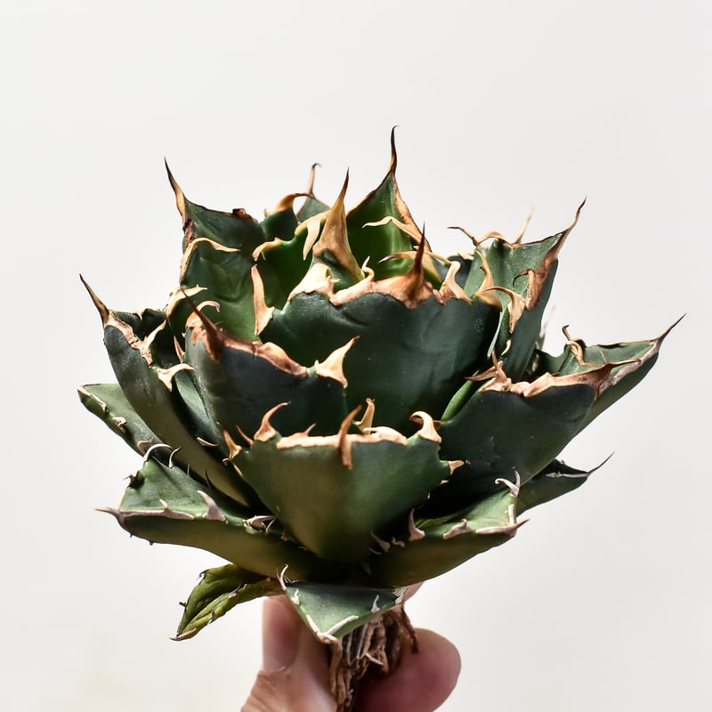 アガベ チタノタ 