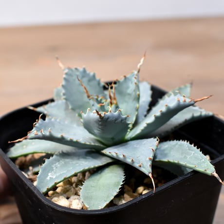 アガベ ハイブリット 日系イシスメンシス×象牙妖炎（陽炎エボリ）【台湾botanical_seeker産】RF25011381