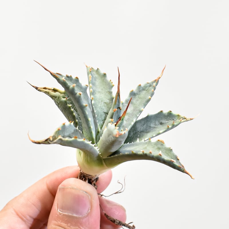 現物株　エボリスピナ 妖炎 × ポタトラム　ハイブリッド アガベ　活着済 アガベ ハイブリッド ポタトラム×エボリスピナ - メルカリ