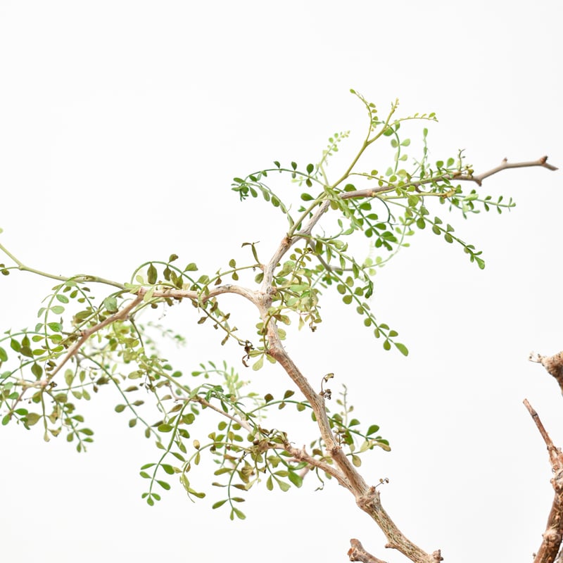 RAFLUMコレクション】オペルクリカリア パキプス 【発根済み