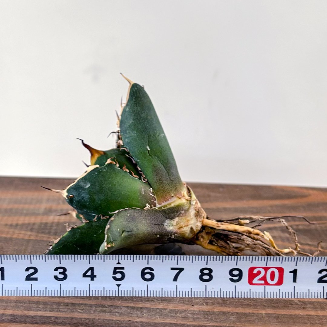 アガベ チタノタ ゴーストクロウ / 鬼爪 【台湾産/抜き苗】DG2400083 A