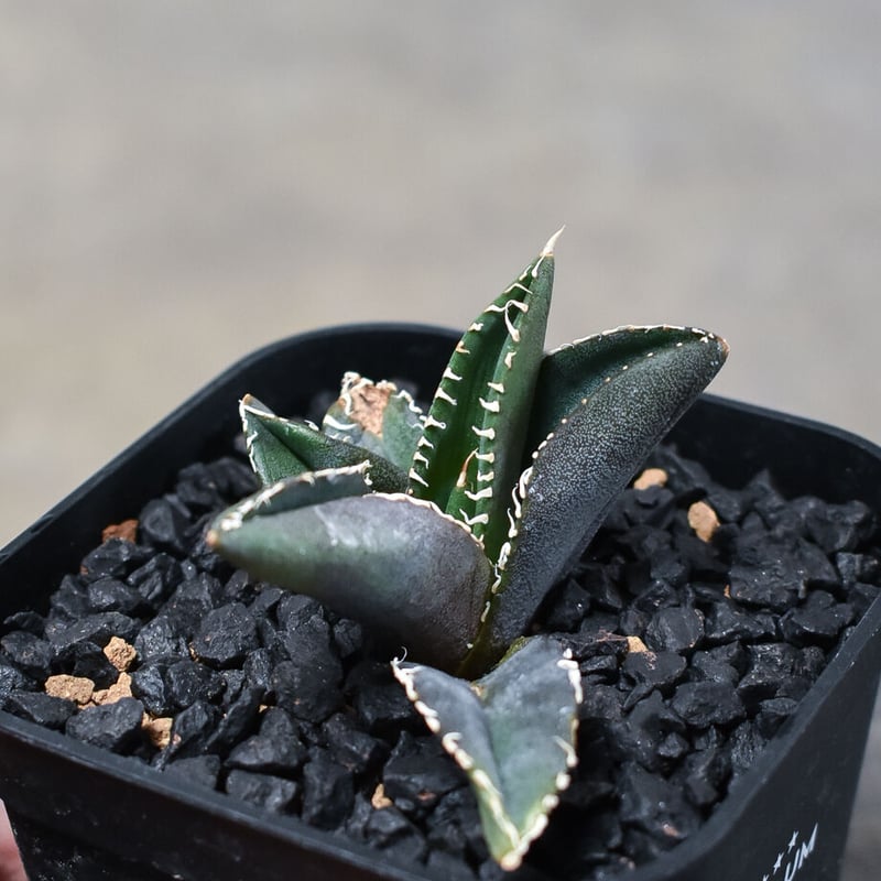 agave titanota diavolo bianco