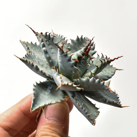アガベ ハイブリット 特白肌怒雷神×象牙妖炎（陽炎エボリ）【台湾botanical_seeker産/選抜株】RF25011588