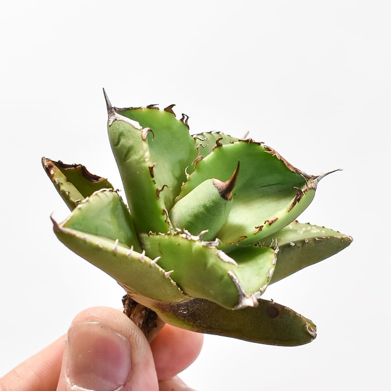Agave titanota チタノタ トリカラー 親株 希少株 価格交渉可