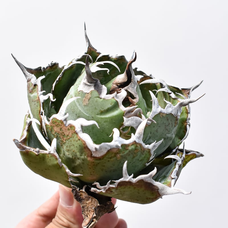 アガベ チタノタ “精品老白鯨” 【台湾 dragon agave産/抜き苗/中株