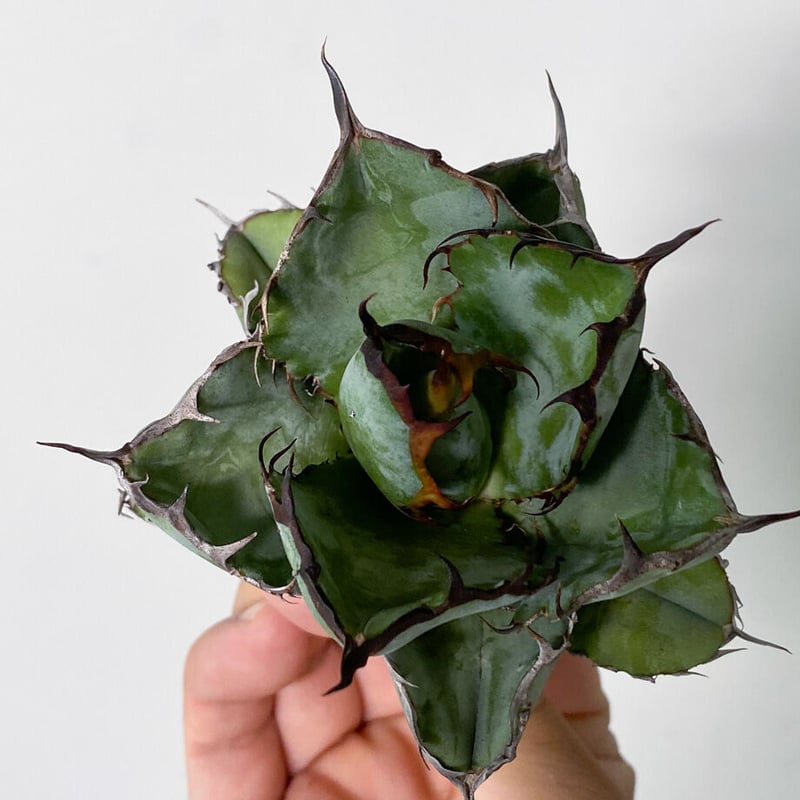 アガベ チタノタ ブラックアンドブルー 