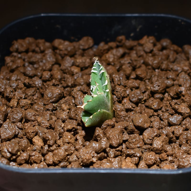 アガベ　チタノタ　追星　COK 専用 アガベ・チタノタ CG01 追星（芽/大）-012｜agave CG01/Cok