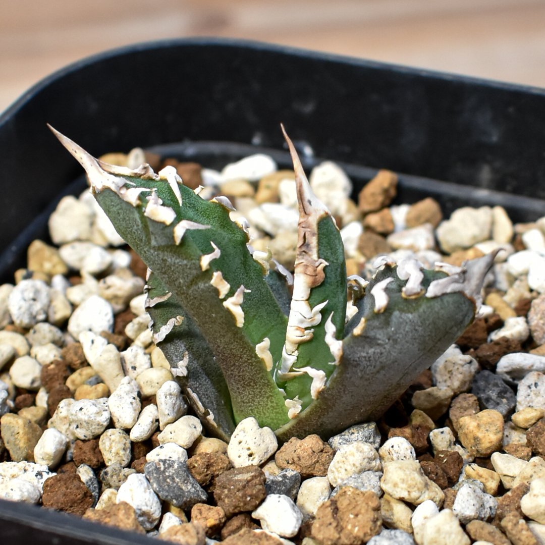 台湾アガベ　berlin産　チタノタ オテロイ WF /悪魔 清櫻 台湾ゴジラ アガベ チタノタ ゴジラ 