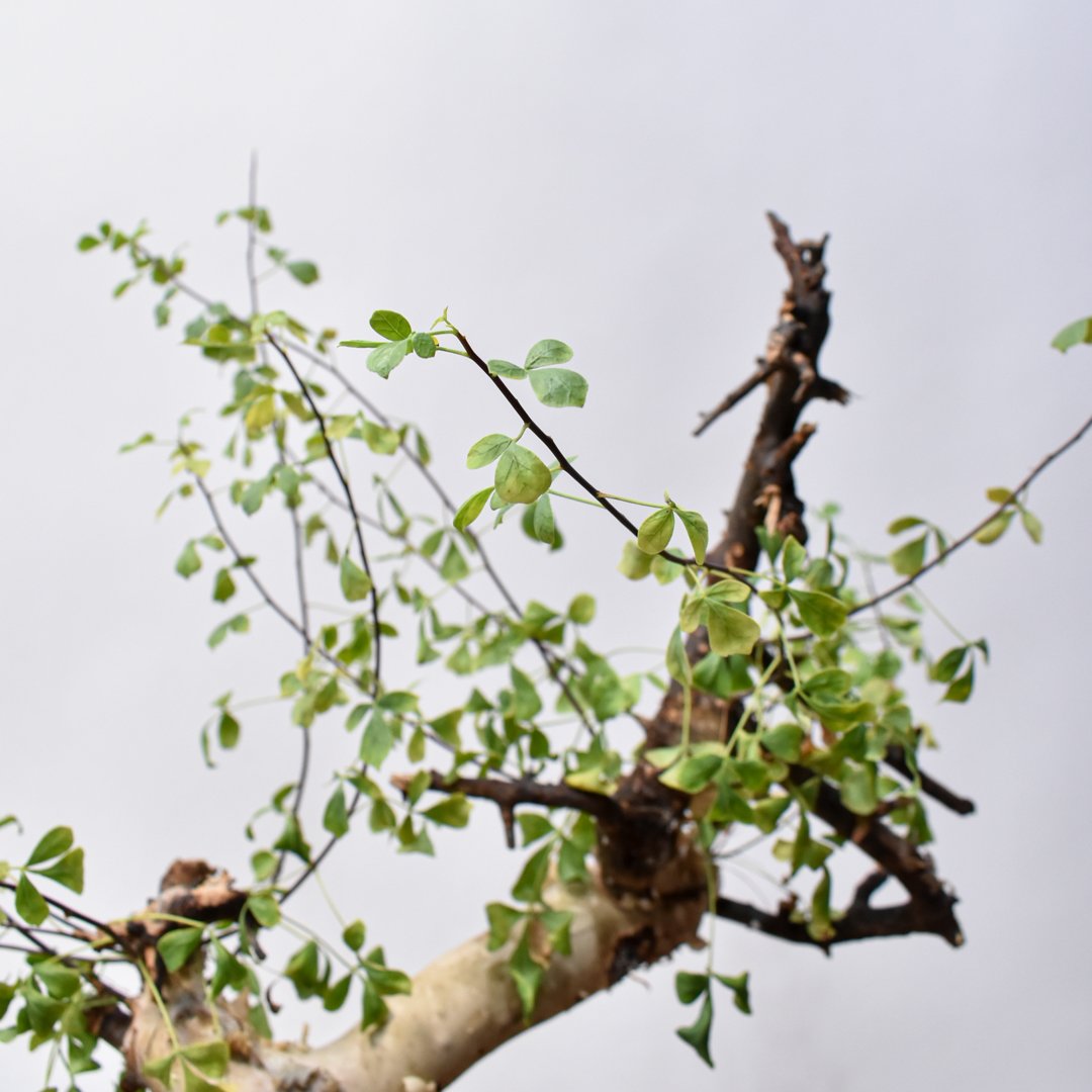 コミフォラ カタフ 