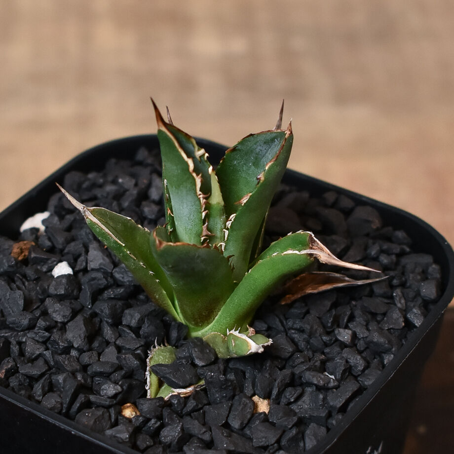 アガベ チタノタ ブラックファイヤー 