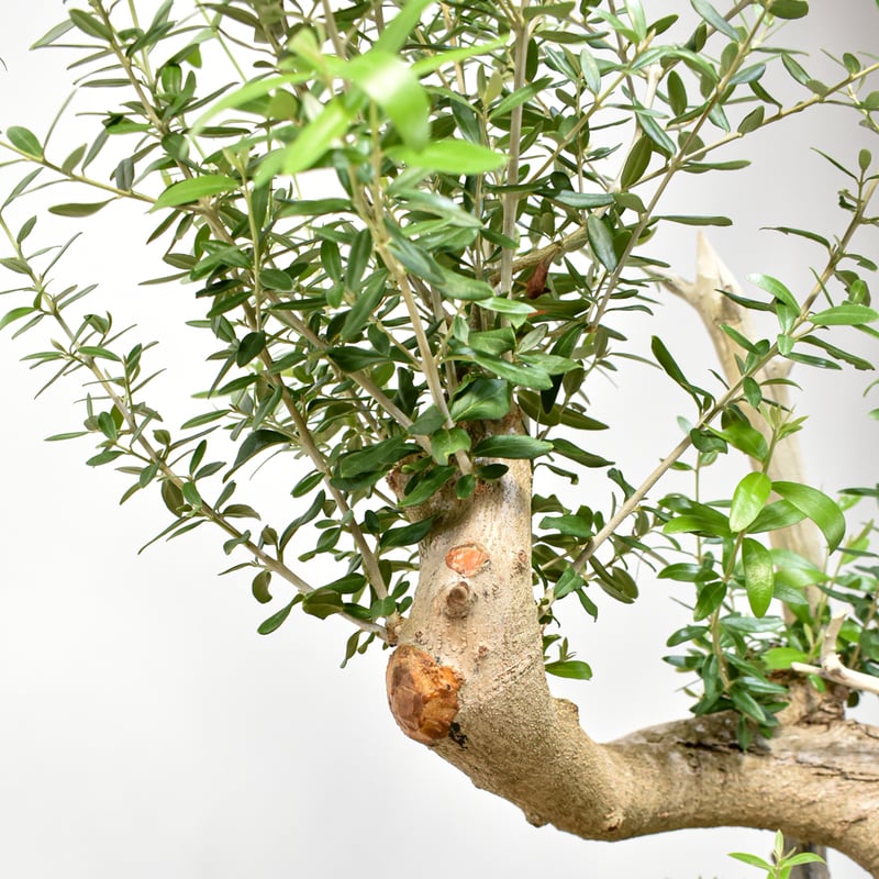 斑入りオリーブ切り枝　2本入 IMG_9840_720x.jpg?v=1729518722