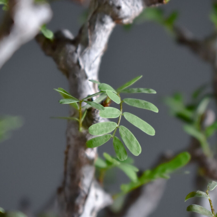 センナ メリディオナリス 大型株【市場価値も高騰中！！盆栽のような