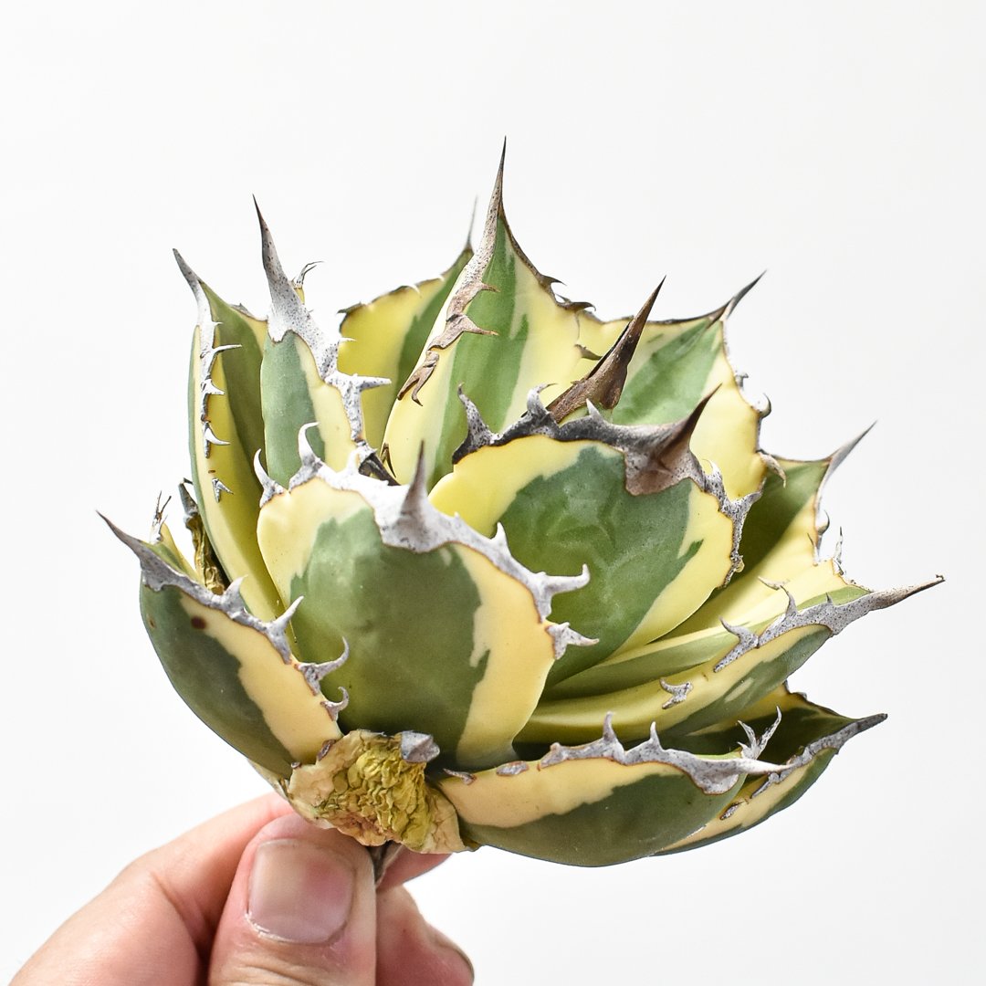 アガベ チタノタ スナグルトゥース 暴牙 中株 アガベ チタノタ スナグルトゥース 