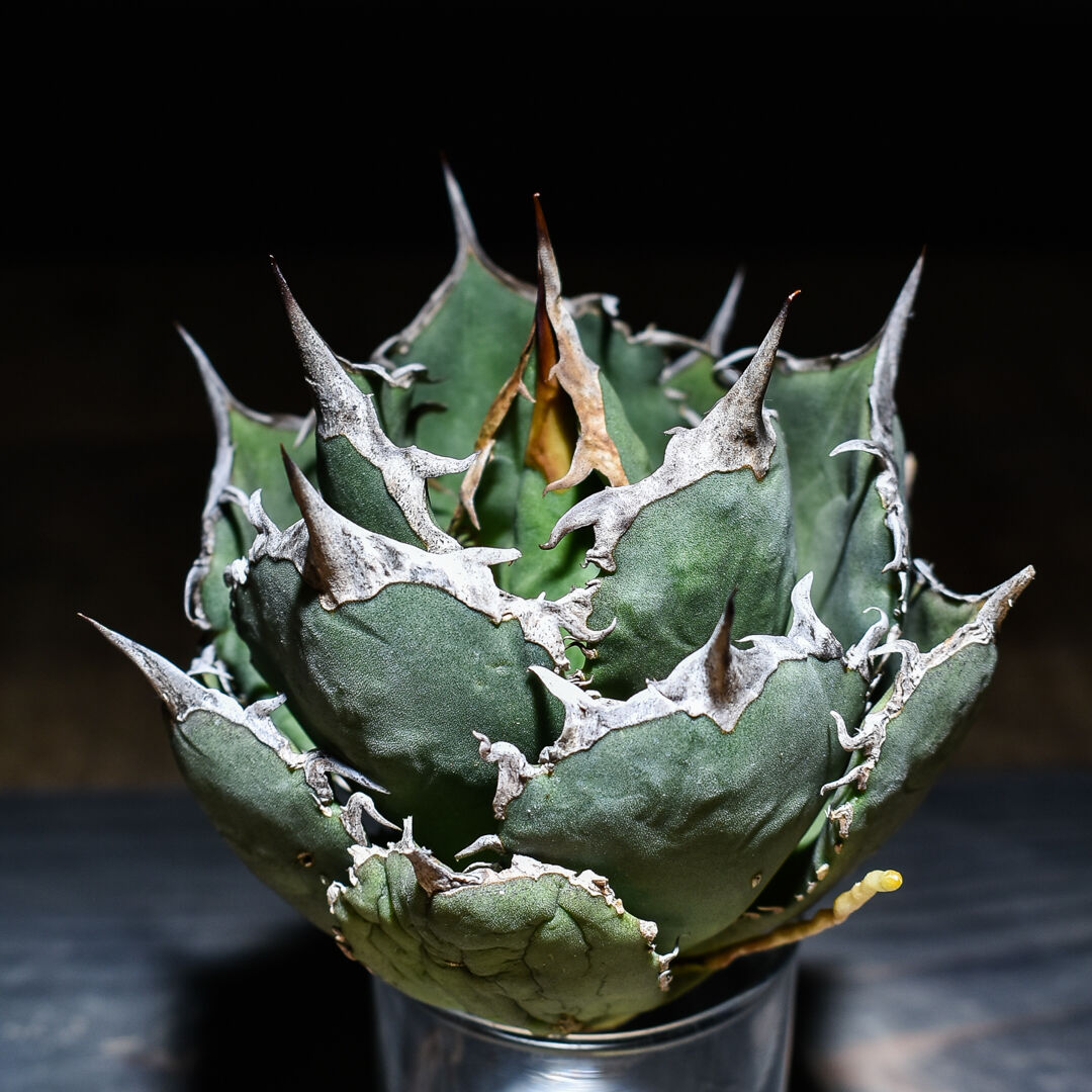 アガベチタノタ国産白鯨(旧来白鯨) 大株