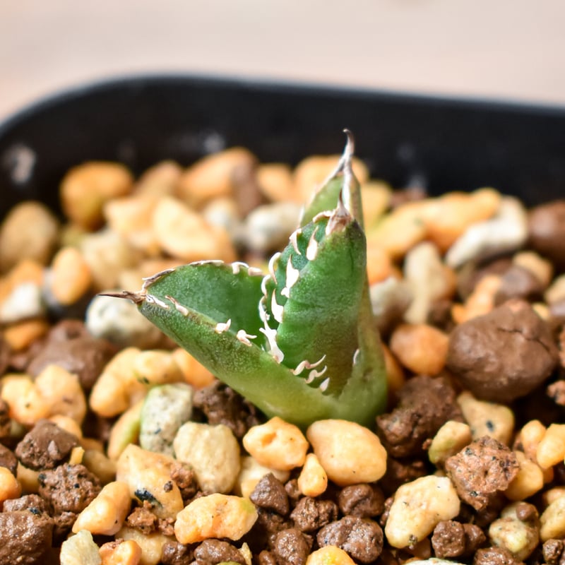 アガベ チタノタ 