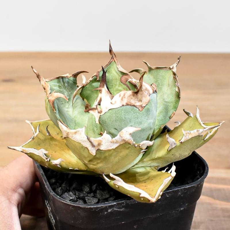 アガベ チタノタ 