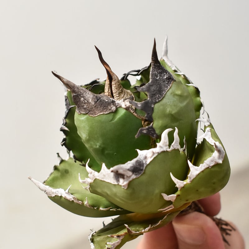 アガベ チタノタ 南アフリカダイヤモンド 