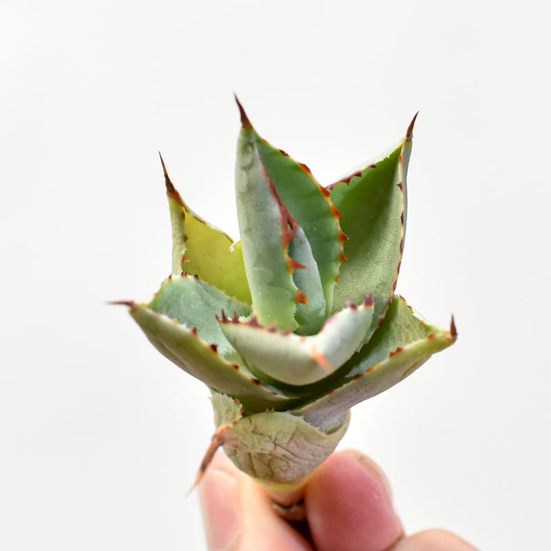 アガベ hybrid バーントバーガンディ×イシスメンシス/瀧雷x甲蟹【台湾