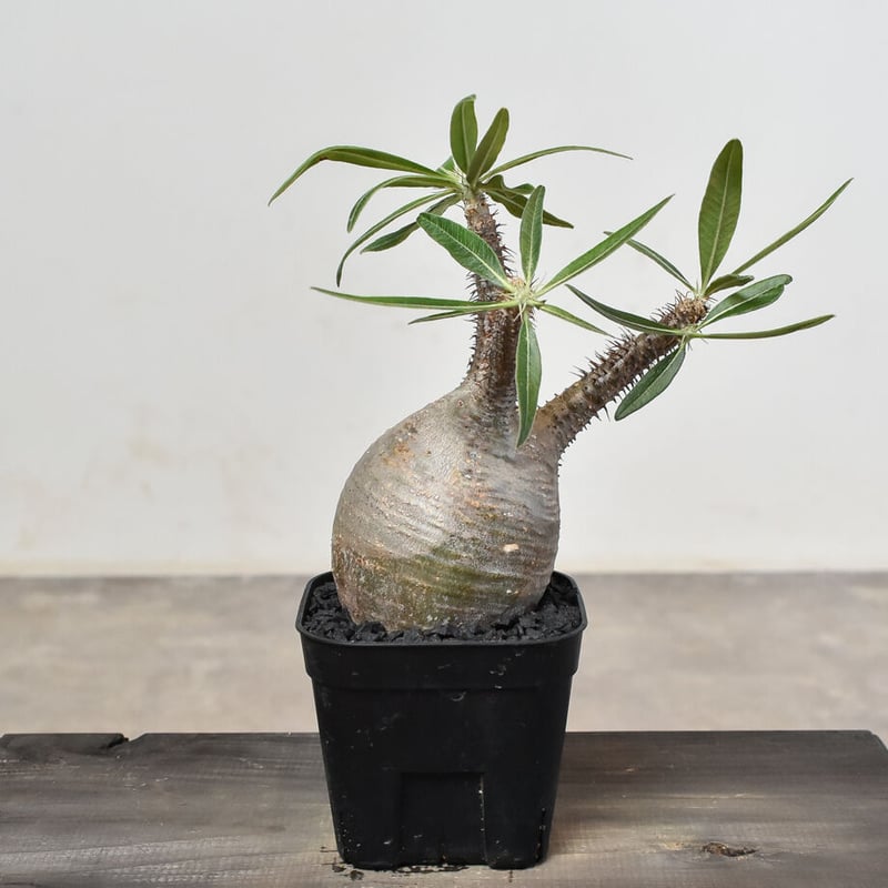 パキポディウム グラキリス (発根済み) RF230807 | RAFLUM / ラフラム｜