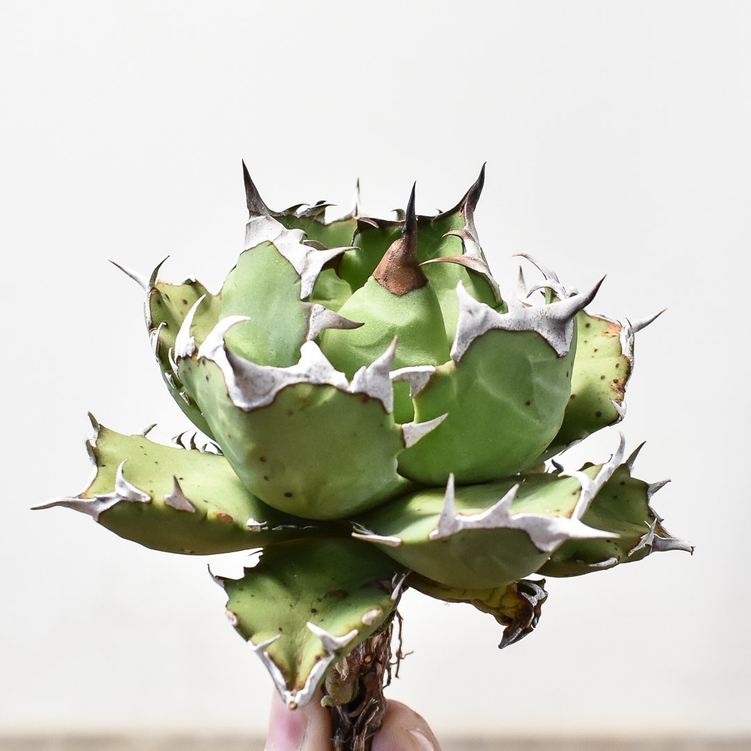\"agave titanota 農大No.1\"　短葉　アガベ　チタノタ　強棘 agave titanota 農大No.1