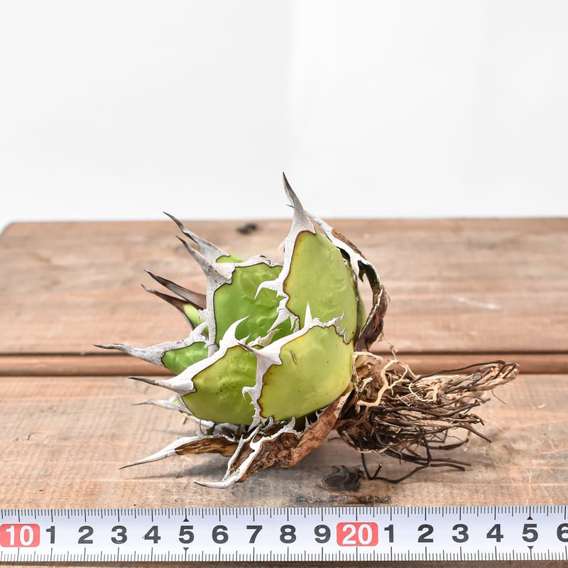 アガベ チタノタ DENNIS ホリダ×鬼爪（026） 