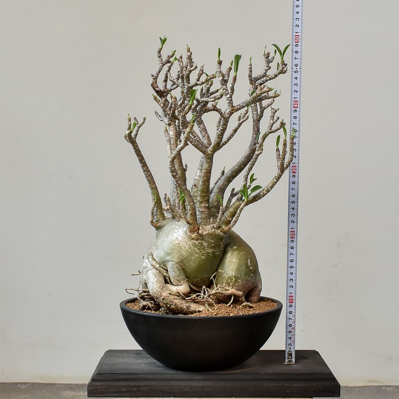 アデニウム アラビカム（発根済み）RF231014 | RAFLUM / ラフラム