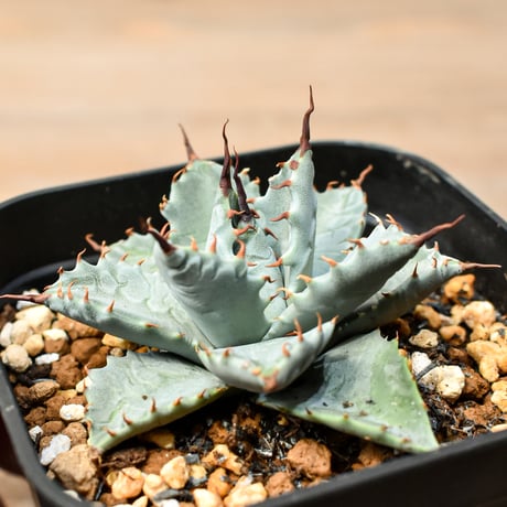 アガベ ハイブリット 日系イシスメンシス×象牙妖炎（陽炎エボリ）【台湾botanical_seeker産】RF25011390