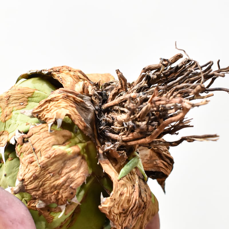 アガベ チタノタ ドワーフ / 