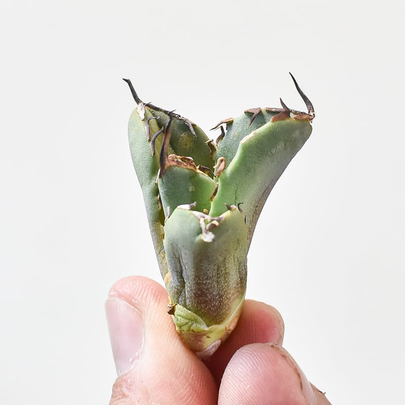 アガベ チタノタ フクロウ / 猫頭鷹 , アザラシ / 海豹【台湾 dragon