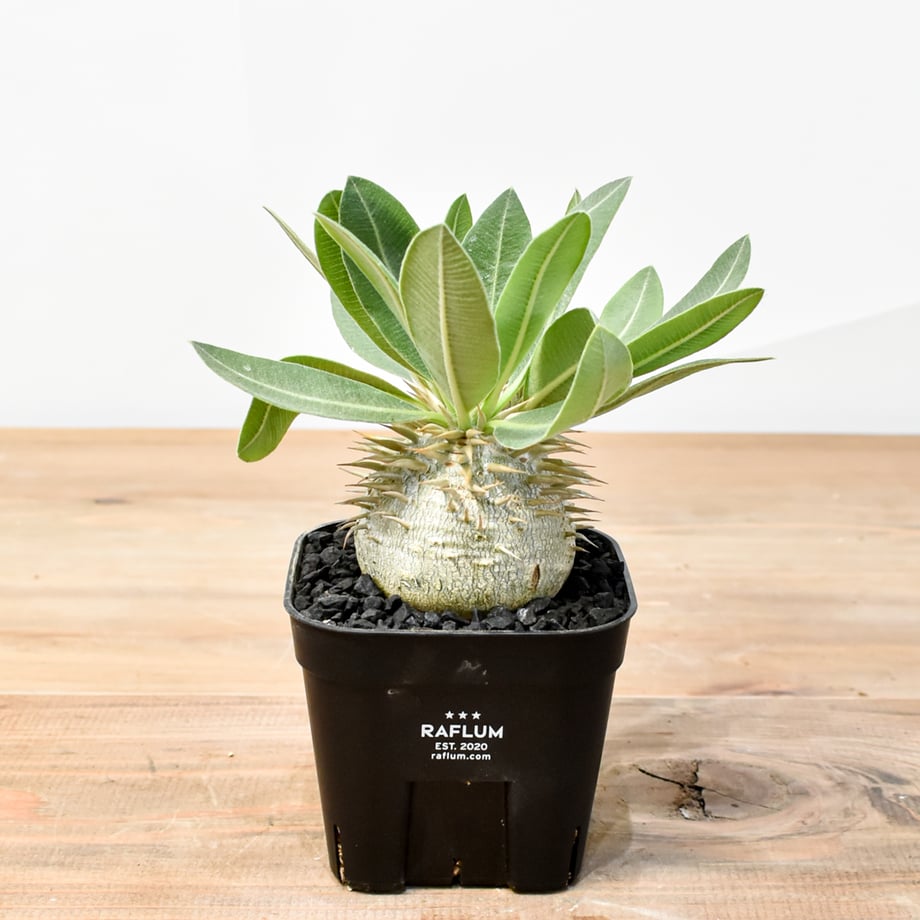 68445cd4d3fe32ee61dde3f5