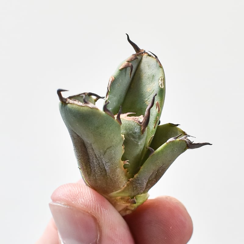 アガベ チタノタ フクロウ / 猫頭鷹 , アザラシ / 海豹【台湾 dragon