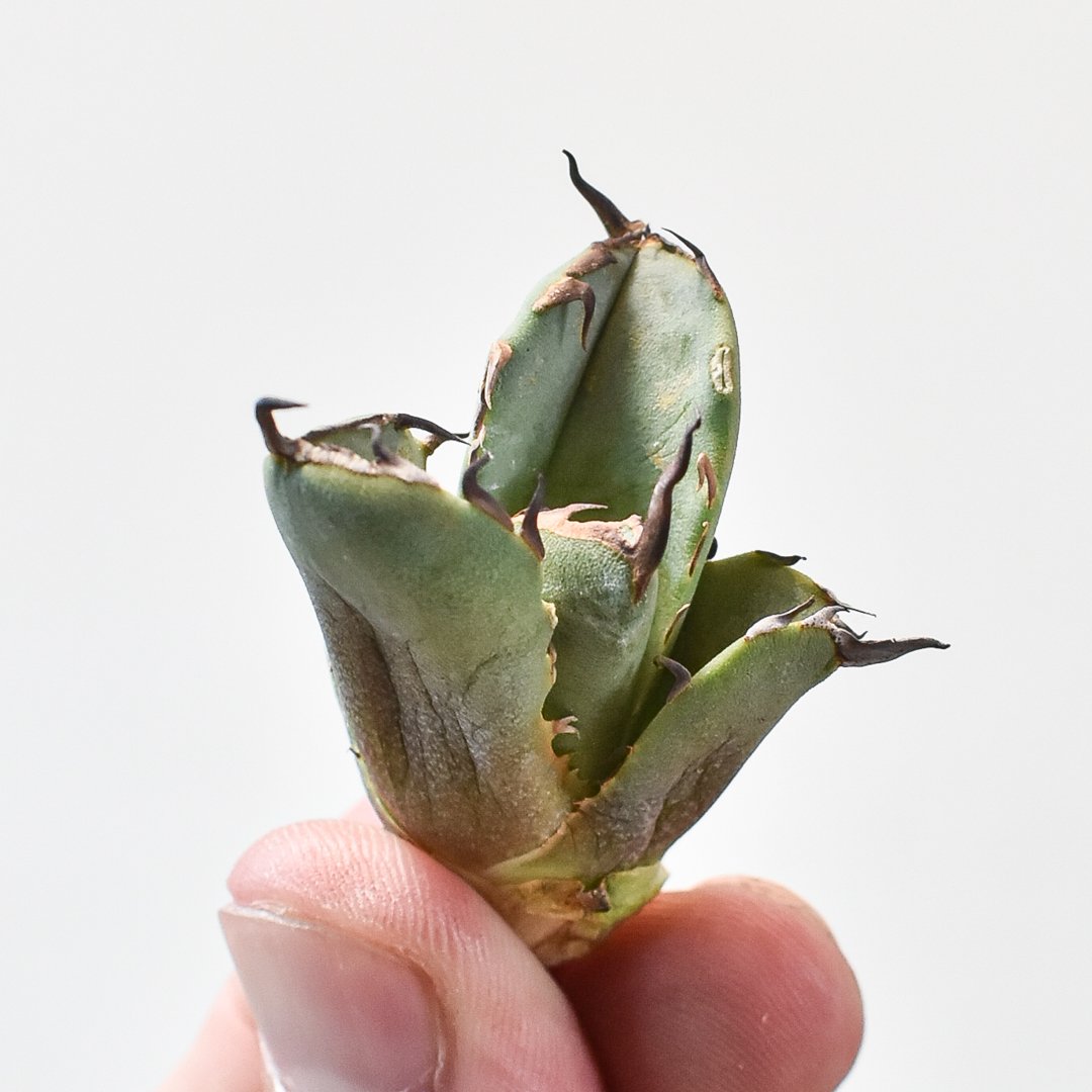 アガベ チタノタ フクロウ / 猫頭鷹 , アザラシ / 海豹【台湾 dragon