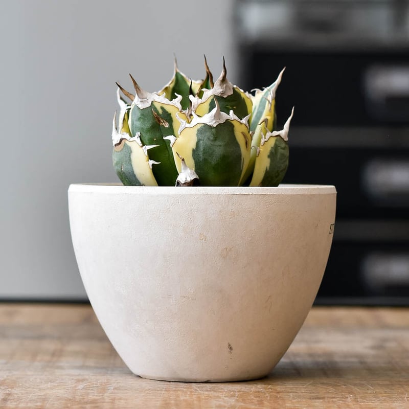 アガベ チタノタ スナグルトゥース【存在感抜群の大人気株！なかなか