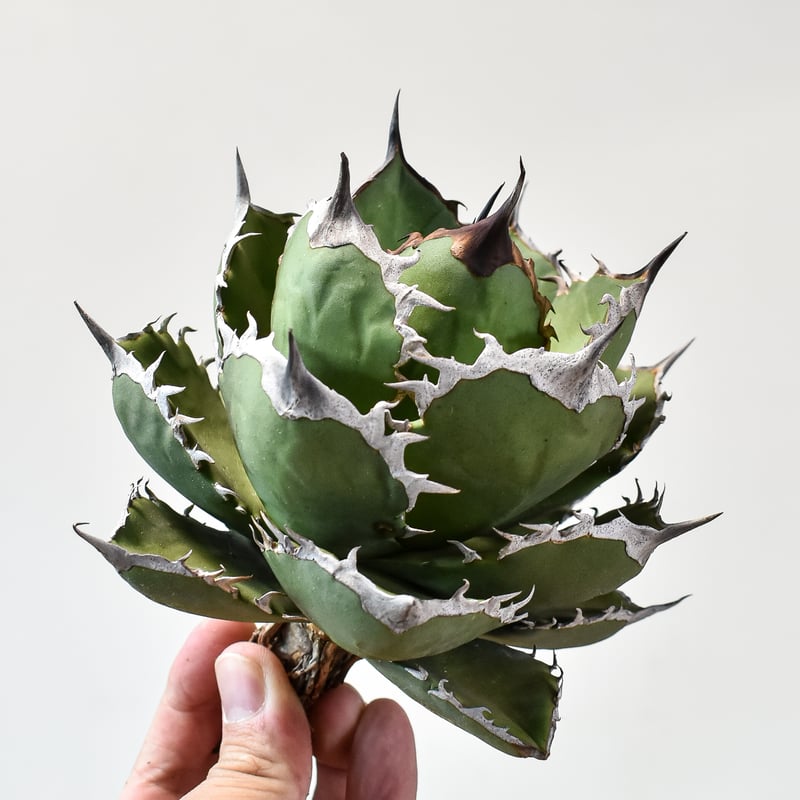 アガベ チタノタ シャークソード 