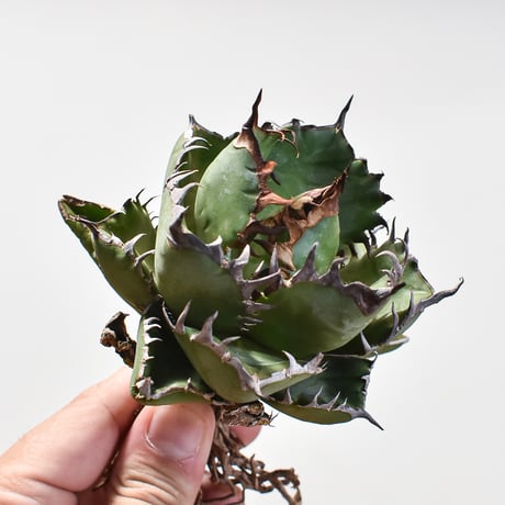 アガベ オテロイ 胖鯨 パンジン 親株　シマムラ園芸購入 アガベ オテロイ 胖鯨 パンジン 親株 シマムラ園芸購入