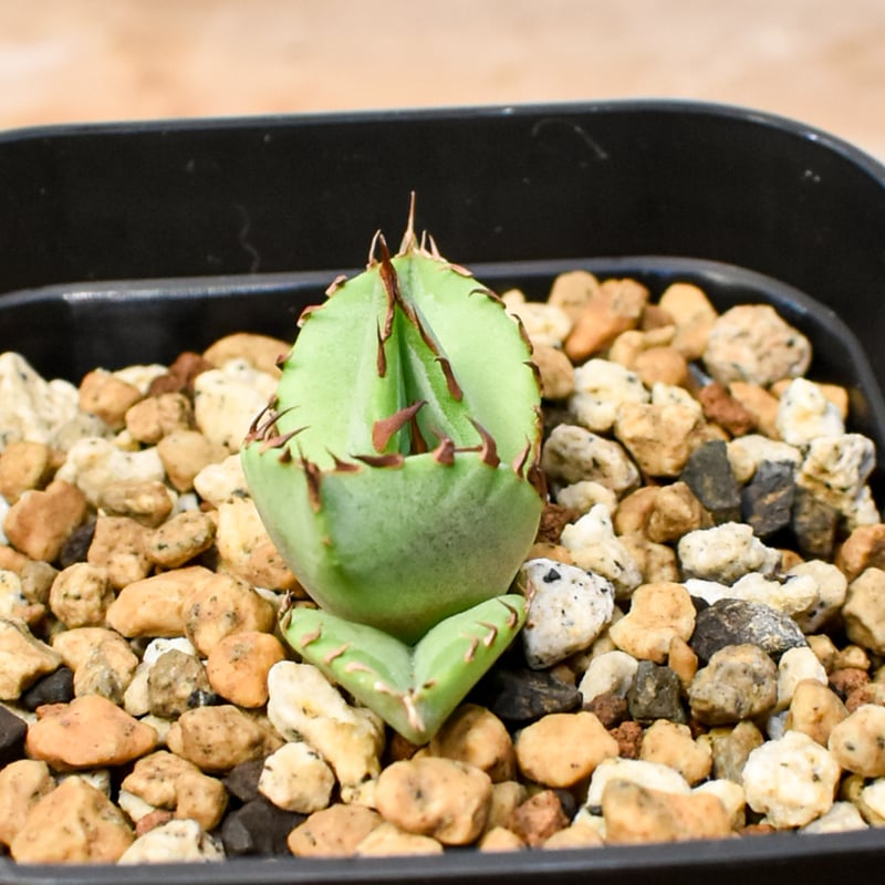 RAFLUM育成株 5個セット】アガベ Uriel oteroi seeding / ウリエ