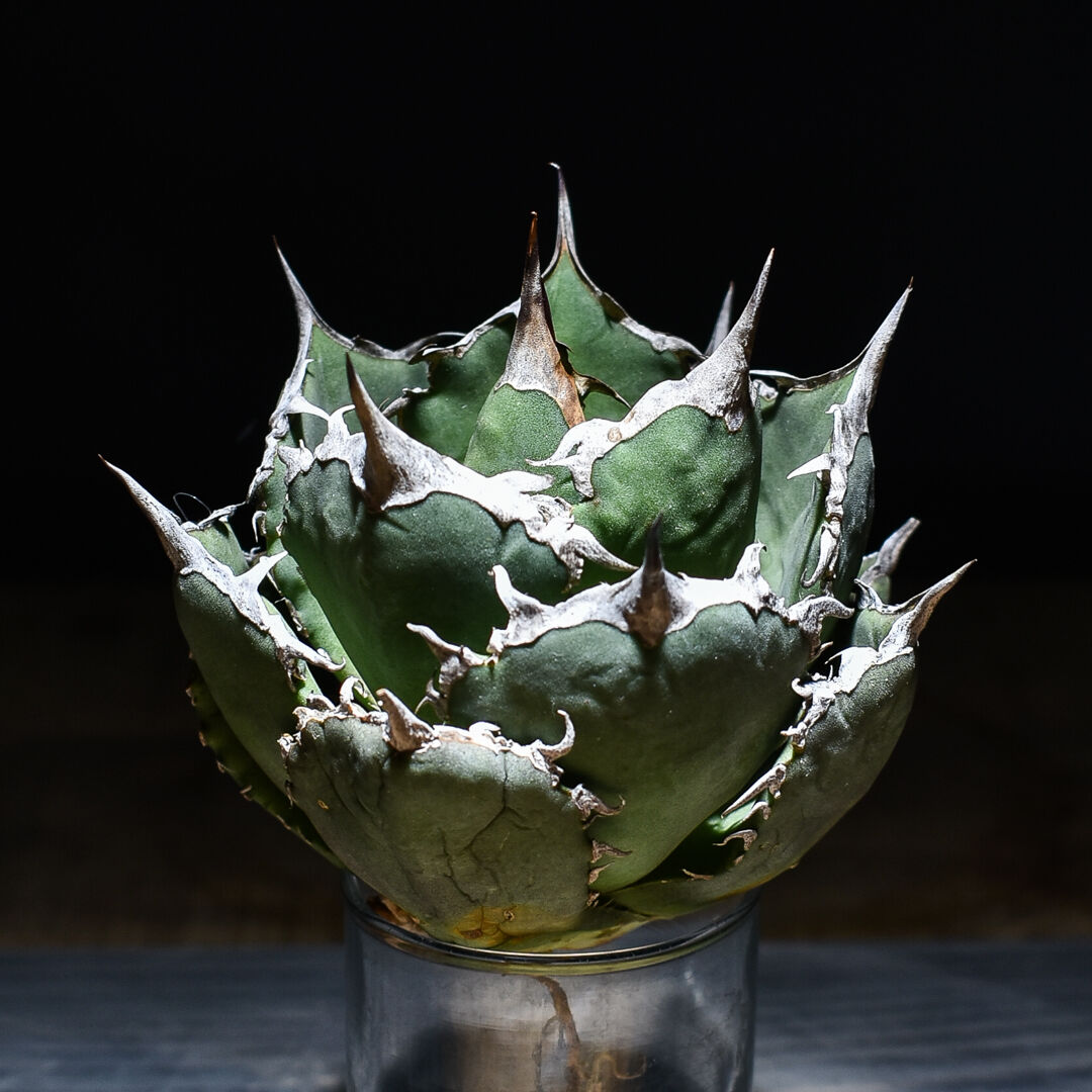 【超美株】アガベ　チタノタ　ボールタイプ agave titanota Agave titanota アガベ チタノタ 広葉ボールタイプ