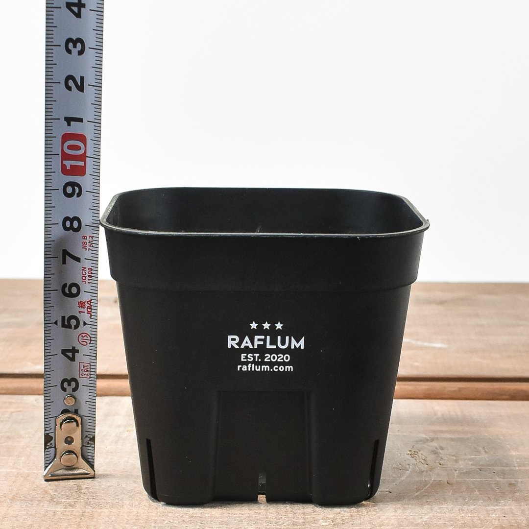 RAFLUM BLACK SKULL プラ鉢 検)バリエム カタチ製作所 RAFLUM BLACK SKULL プラ鉢 検)バリエム カタチ製作所