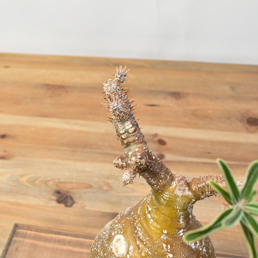 パキポディウム グラキリス 【発根済み】RFKN25010872 | RAFLUM / ラフ