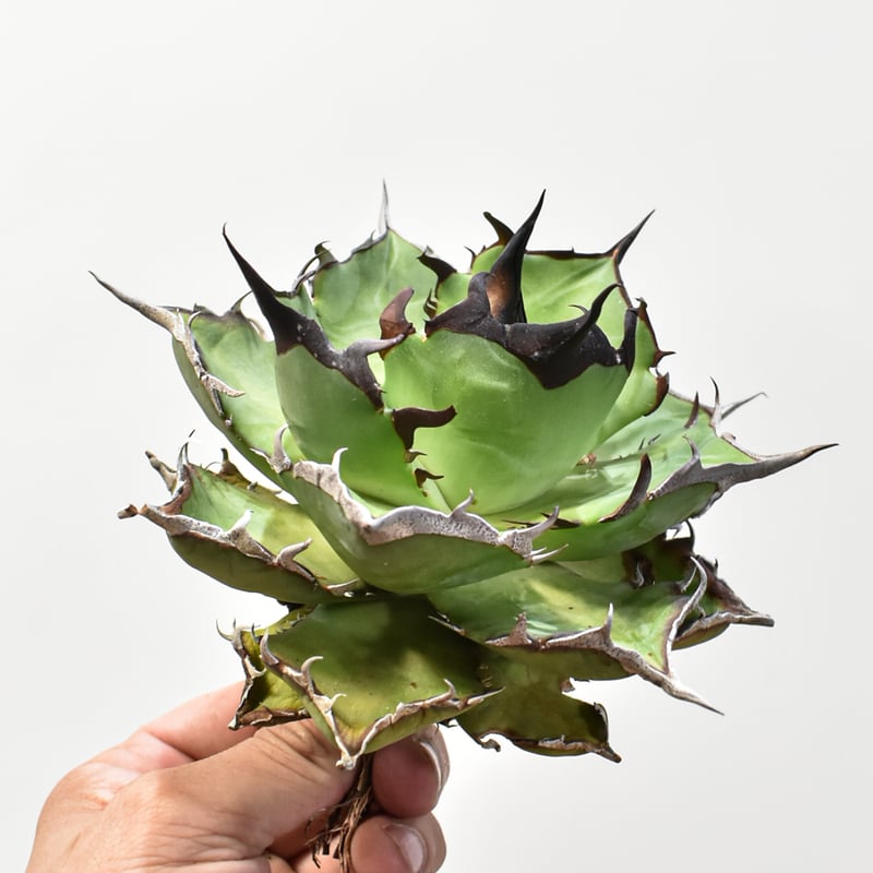 アガベ チタノタ 